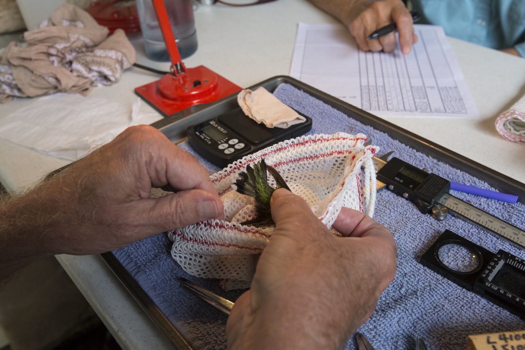 Hummingbirds banded
